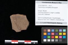 Foto (Objekt + Etikett) von Glyptostrobus europaeus Brongniart (NHMW-GEO-2024-0188-0153)